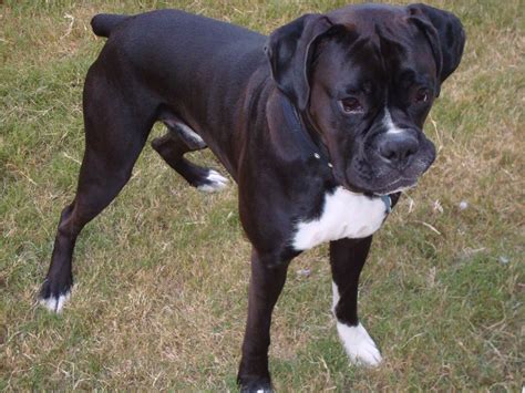 Akc Black Boxer Champion Boxer Puppy For Sale In Texas Boxer Breeder