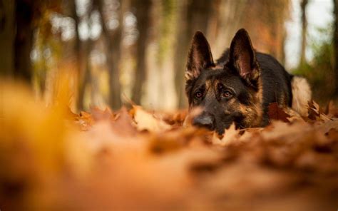 German Shepherd Wallpapers Wallpaper Cave