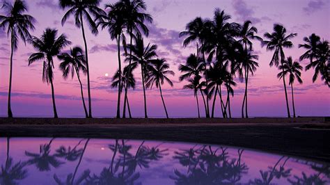 10 Most Popular Palm Trees Desktop Background Full Hd 1920×1080 For Pc