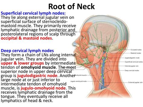 Ppt Root Of The Neck Powerpoint Presentation Id4864351