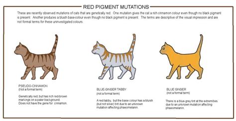 Colour And Pattern Charts Cats Feline Anatomy Cat Colors