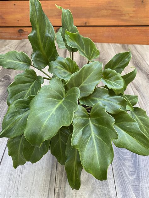 18 Types Of Philodendron Plants With Pictures Paisley Plants