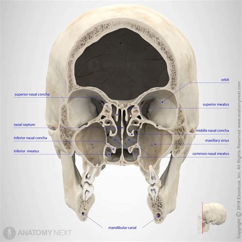 Maxillary Sinus Human Skeleton Anatomy Maxillary Sinus Medical Anatomy