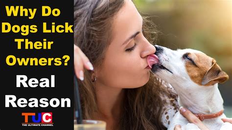Why Do Dogs Lick Their Owners Real Reason Tuc Youtube
