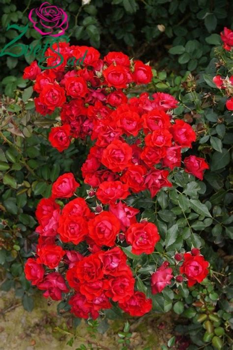 Black pearl | ludwigs roses : роза Black Forest Rose - Поиск в Google | Garden view ...
