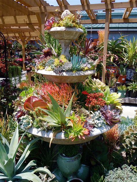 Another Gorgeous Succulent Packed Fountain Seen At Armstrong Nursery In