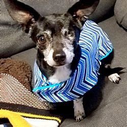 Fast, free, map based search of pet friendly apartments and houses for rent where pets are allowed in dallas tx. Garland, TX - Chihuahua. Meet Wyatt a Pet for Adoption ...