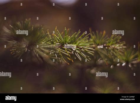 Green Pine Tree Leaves Stock Photo Alamy
