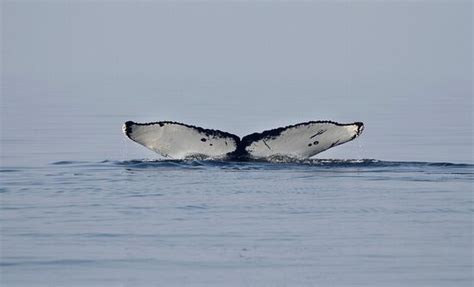 Wild Whales Vancouver 2022 What To Know Before You Go