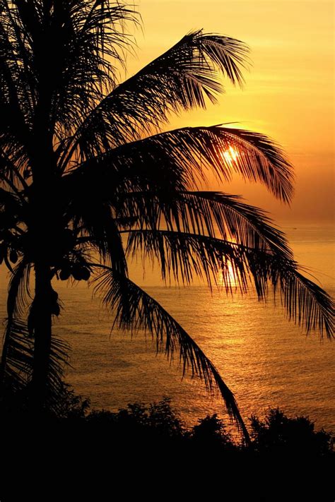 Wowtastic Nature 💙 Coconut Tree At Sunset On 500px By Matt Prosser