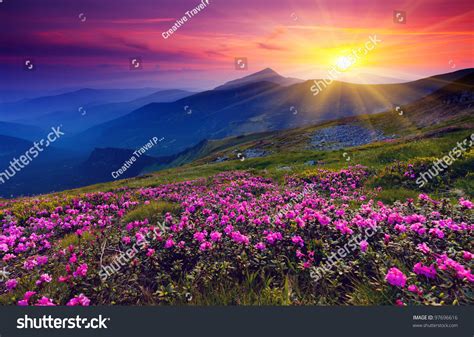 Magic Pink Rhododendron Flowers On Summer Stock Photo 97696616