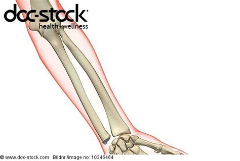 An Anterior View Of The Bones Of The Left Forearm The Surface Anatomy