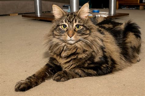 Ally Female Domestic Medium Hair Cat In Wa Petrescue