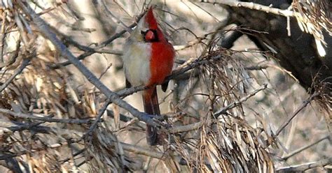 extremely rare half male half female cardinal spotted in pennsylvania