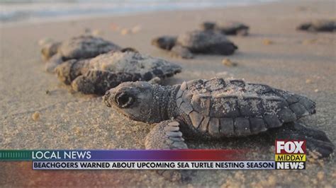 Sea Turtle Nesting Season Is Underway In Myrtle Beach Wfxb