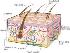 The basement membrane lies between the epidermis and the dermis, keeping the outside layer tightly connected to the inside layer. 27 Dermatology ideas | dermatology, tissue engineering ...