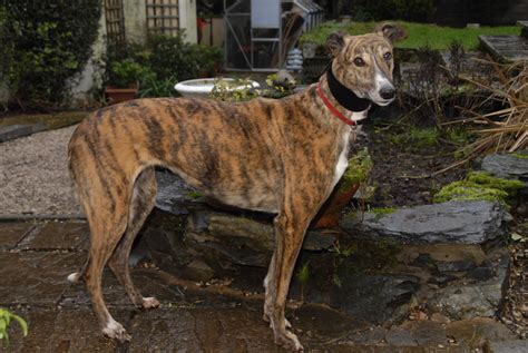 Maybe you would like to learn more about one of these? RGT South Lakes, Cumbria Greyhound Rescue - Retired ...