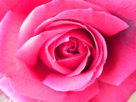 Deep Pink Rose Close Up Deep Pink Spring Time Pink Rose Outdoors