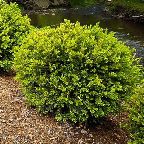 Buxus Microphylla Green Gem Pb12 6070