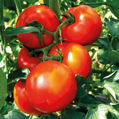 Buy Tomato Essex Wonder Organic Seeds Indeterminate Organic