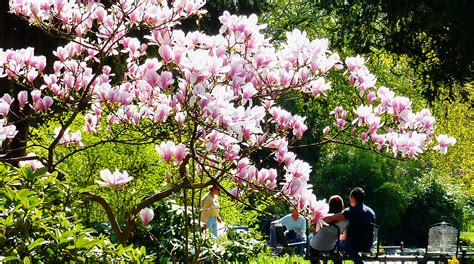 Free Images Flower Spring Color Botany Garden Pink Flora