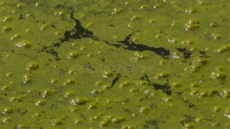 Cyanobacteria Blue Green Algae Harmful Algae Eutrophication Stock