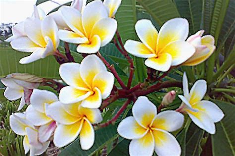 Bunga Kamboja Cantik Tapi Ditakuti Bobo