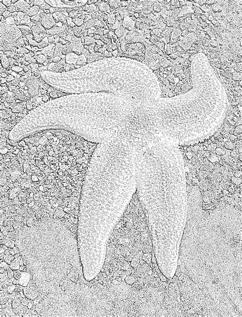 Coloring Pages Starfish Sea Stars Coloring Pages