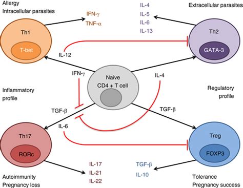 The T Helper Type Regulatory T Cell Paradigm In Pregnancy Figueiredo Immunology