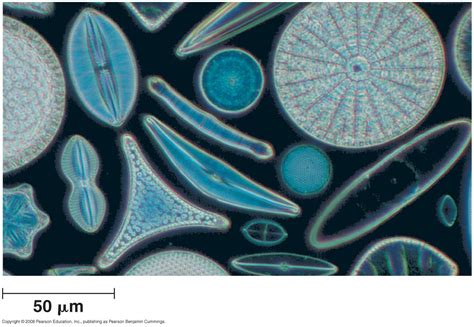 Diatoms Diatom Protists Strange Free Hot Nude Porn Pic Gallery
