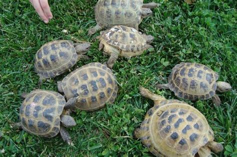 Russian Tortoise Tortoise For Sale Order Tortoise Online