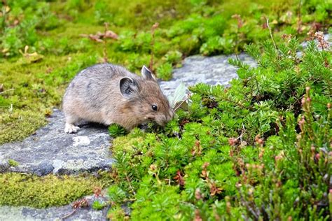 American Pika Facts Critterfacts