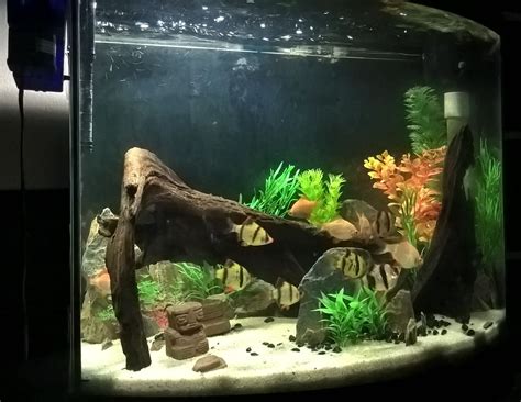 Fake Plants And Driftwood Tiger Barb Tank