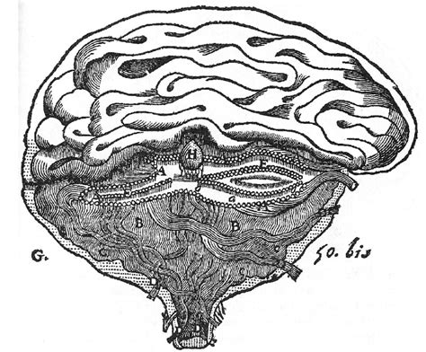 The Brain According To Descartes We Can See The Dense Arrays Of Tiny Download Scientific