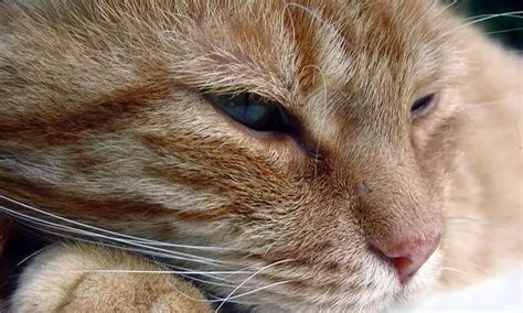 Pain Management In Cats Clinicians Brief