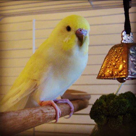 Budgies Are Awesome Budgie Of The Month Budgerigar The Yellow Budge
