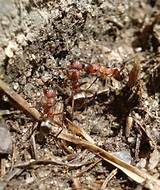 Photos of Are All Black Ants Carpenter Ants