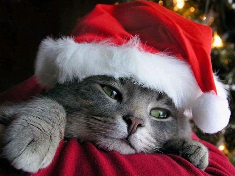Christmas Cats Wallpapers Wallpaper Cave