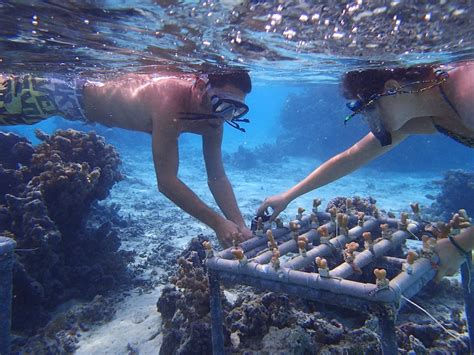 Coral Reefs Ecosystem Of The Decade Tetiaroa Society