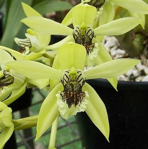 Sebagai anugrah dari sang pencipta yang memberikan kekayaan alam ini sebagai amanah. DiaLah Sang Raja HatiQ: 5 Flora dan Fauna Langka di Indonesia