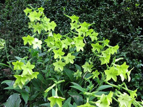 We did not find results for: Nicotiana alata "Lime Green". I love this nicotiana ...