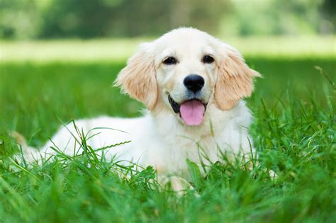 There are several reasons that people are attracted to this landscaping option, including the chance to save money on monthly. Is it ok for my dog to eat grass? - Santa Barbara Pet ...