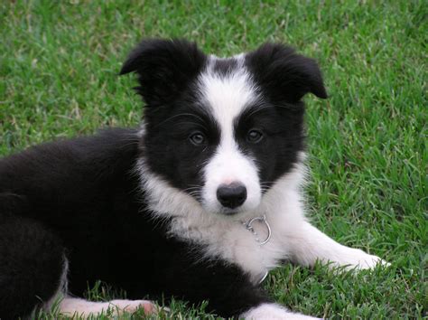 Nothing Found For Pupstekoop Collie Puppies Puppy Dog Pictures Collie