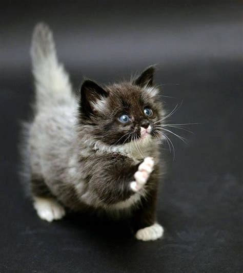 46 Best Munchkin Cats Images On Pinterest Adorable