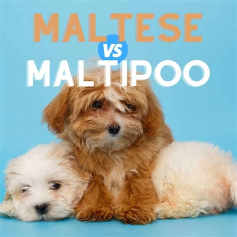 Maltese Vs Maltipoo Breed Comparison Which Is Best Oodle Dogs