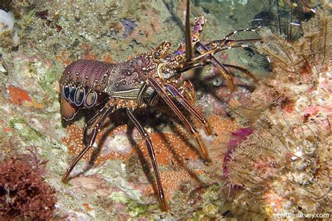 Panulirus Longipes Coral Spiny Lobster Reef Life Survey