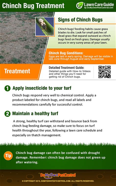 How To Get Rid Of Chinch Bugs Treatment Control Guide