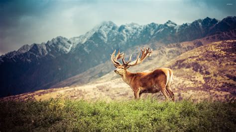 Deer On A Green Field By The Mountains Wallpaper Animal Wallpapers