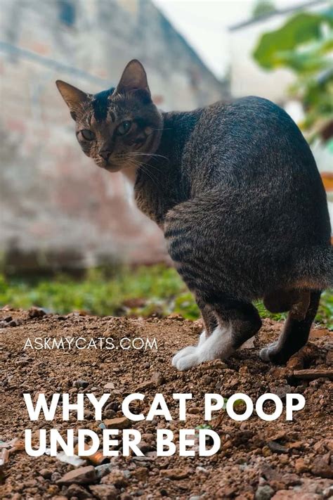 Why Is My Cat Pooping Under My Bed 6 Unique Reasons