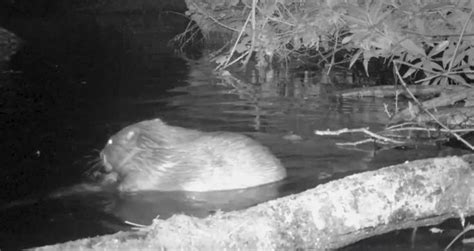 First Baby Beaver Born On Exmoor In 400 Years Filmed In National Park